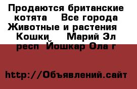 Продаются британские котята  - Все города Животные и растения » Кошки   . Марий Эл респ.,Йошкар-Ола г.